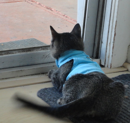 DSC00162.JPG