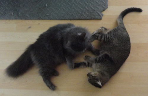 FIGHTFIGHT.JPG