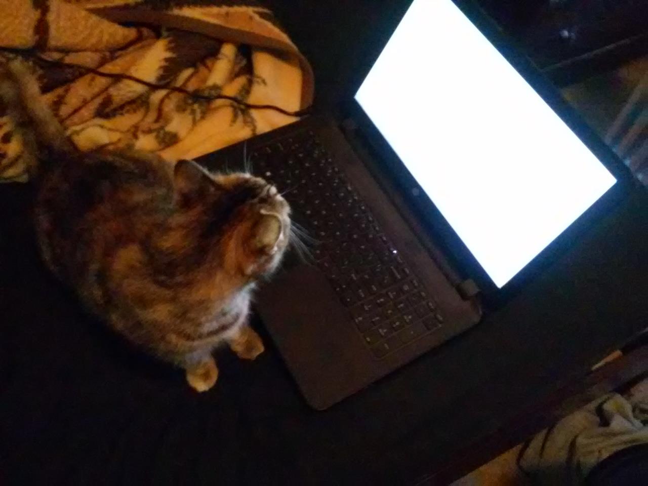 HRH Henrietta Meow Meow meatpuppeting Wikipedia.jpg